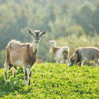 I’m Not A Baby Balsam do ciała z mlekiem kozim 150ml